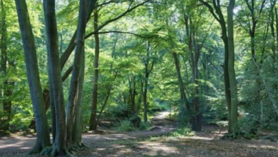 British Forests