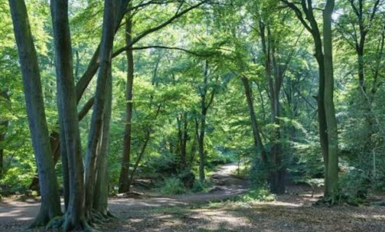 British Forests
