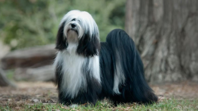 Black and White Tibetan Terrier