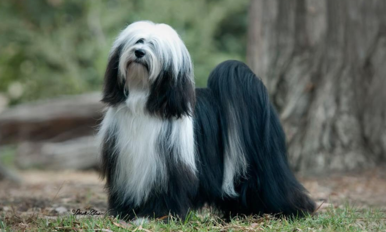 Black and White Tibetan Terrier